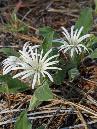 Image of Silene nelsonii by no rights reserved