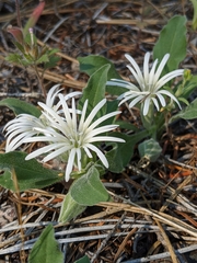 Silene nelsonii