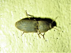 Agrypnus rectangularis