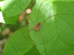 Leiobunum ventricosum