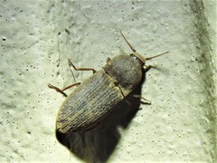 Agrypnus rectangularis