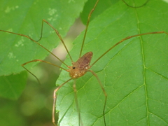 Leiobunum ventricosum