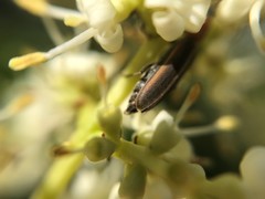 Oxycopis mimetica
