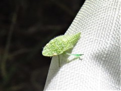 Xerophloea
