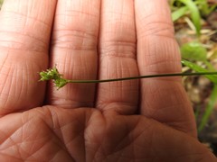 Carex concinna