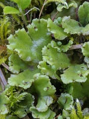 Marchantia polymorpha montivagans