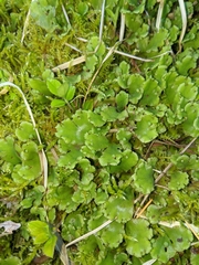 Marchantia polymorpha montivagans