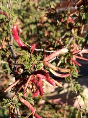 Mimosa aculeaticarpa