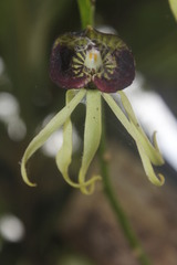 Prosthechea cochleata