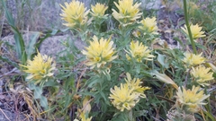 Castilleja nana