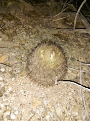 Echinomastus unguispinus