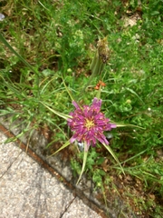Tragopogon porrifolius porrifolius
