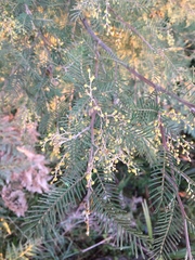 Acacia nanodealbata