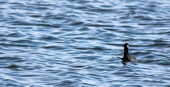 Fulica americana americana