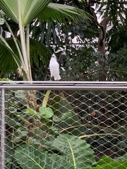 Leucopsar rothschildi