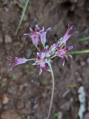 Allium bolanderi