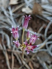Allium bolanderi