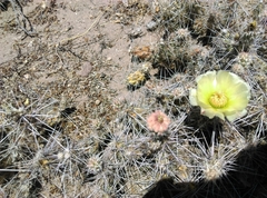 Corynopuntia bulbispina