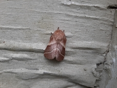 Malacosoma americana