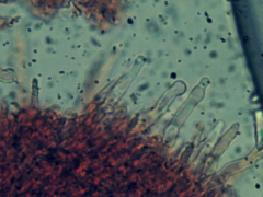 Hyphodontia arguta