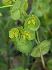 Euphorbia crenulata