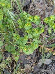 Euphorbia crenulata