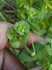 Euphorbia crenulata