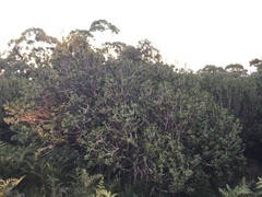 Melaleuca pallida