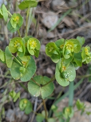 Euphorbia crenulata