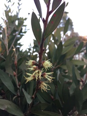 Melaleuca pallida