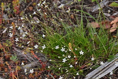 Eremogone capillaris