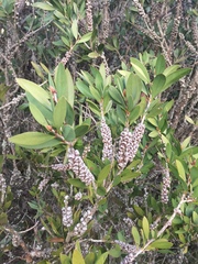 Melaleuca pallida