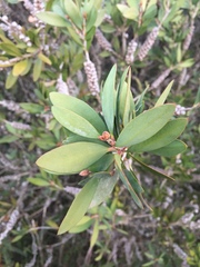 Melaleuca pallida