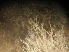 Spizella atrogularis