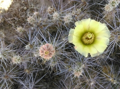 Corynopuntia bulbispina