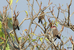 Estrilda troglodytes
