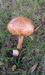 Amanita
