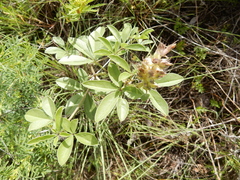 Pediomelum cuspidatum