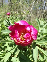 Paeonia officinalis