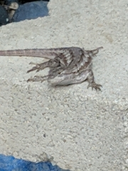 Sceloporus olivaceus