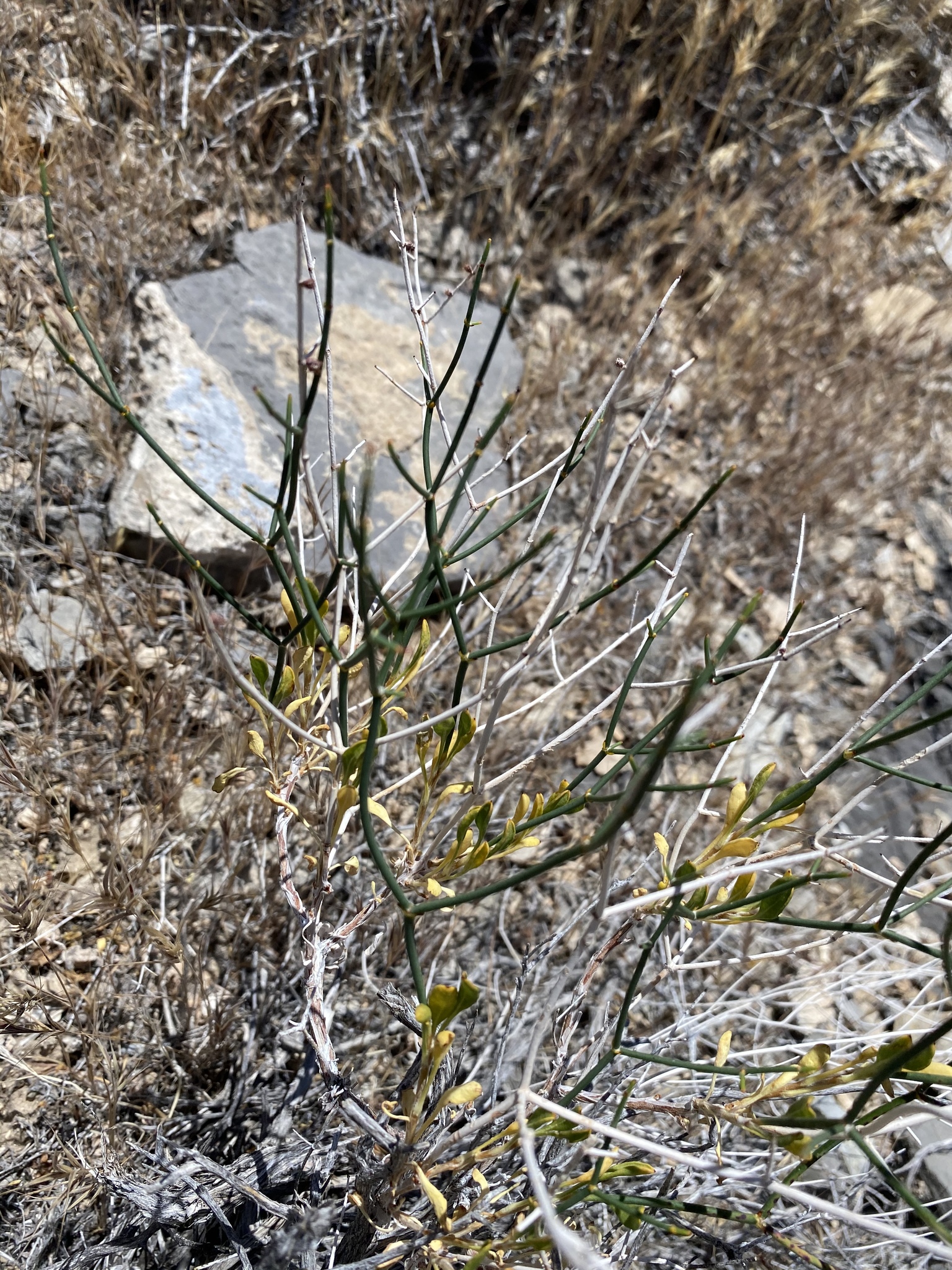 Eriogonum heermannii var. clokeyi