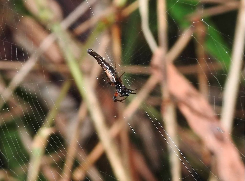 Cyclosa nigra