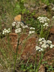 Antennaria argentea