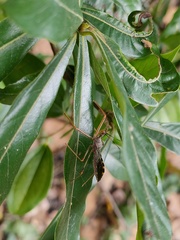Epidaus