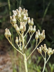 Antennaria argentea