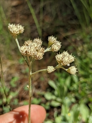 Antennaria argentea