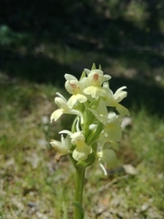 Dactylorhiza insularis