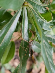 Epidaus