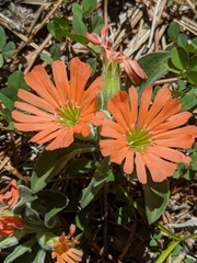 Silene salmonacea
