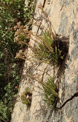 Dudleya viscida
